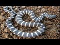 Strange: Spotted sea snake Acrochordus granulatus found on land