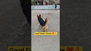 funny Charlie 😂❤️ #germanshepherd #charlie #gsd #dog #gsdpuppy