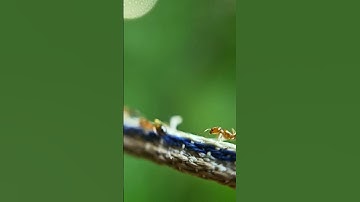 #ants macro cinematic video