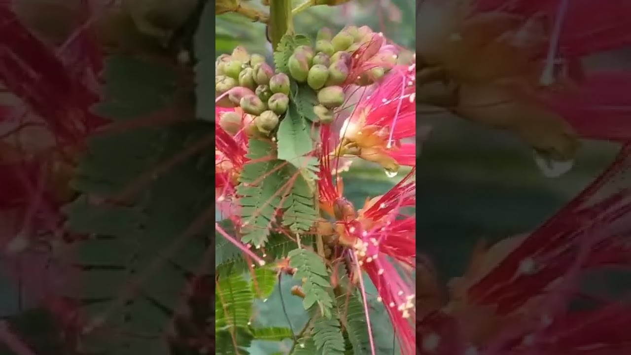 bunga kaliandra nektarnya melimpah sampai menetes . 