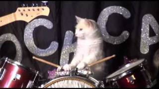 Hysterical Cat playing band