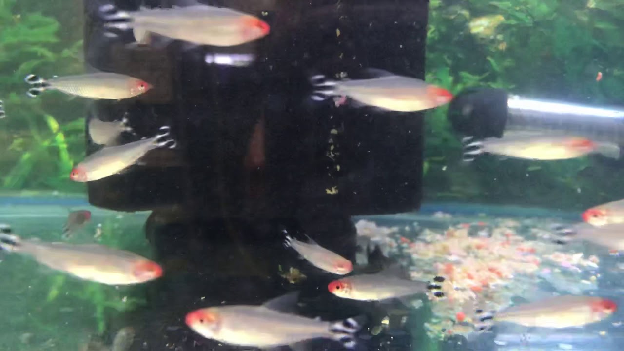 camera iphone 8 plus apk Large rummy nose tetras 12 for £10 . 25 for £20