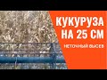 Кукуруза с междурядьем 25 см