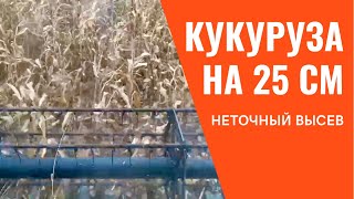 Кукуруза с междурядьем 25 см