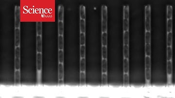 Mutating DNA caught on film