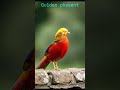 दुनिया का सबसे सुन्दर पंछी कोन है #birdfact #short