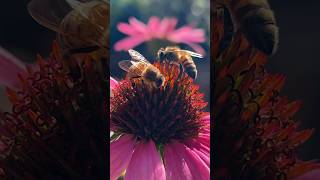 🐝🐝 Two little worker bees on an echinacea flower. #bees #flowergarden #naturephotography