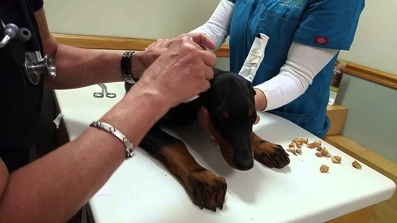 Ear Posting - by Dr. Crowe - Creekside Vet Clinic; Goose Creek, SC