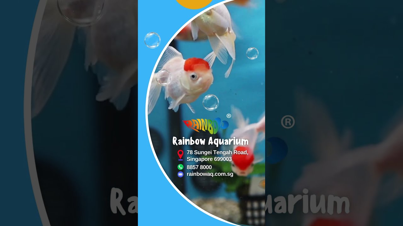 Fish Feeding Trays for Small Fish: Ultimate Guide to Easy Feeding