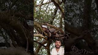 Leopard Hunting and eating on Tree😱🔥 #animals #lion #leopard