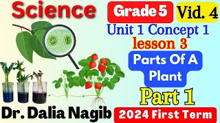 Science Grade 5  Concept 1 lesson 3 part 1 Parts Of A Plant 2024 ساينس خامسة ابتدائى المنهج الجديد