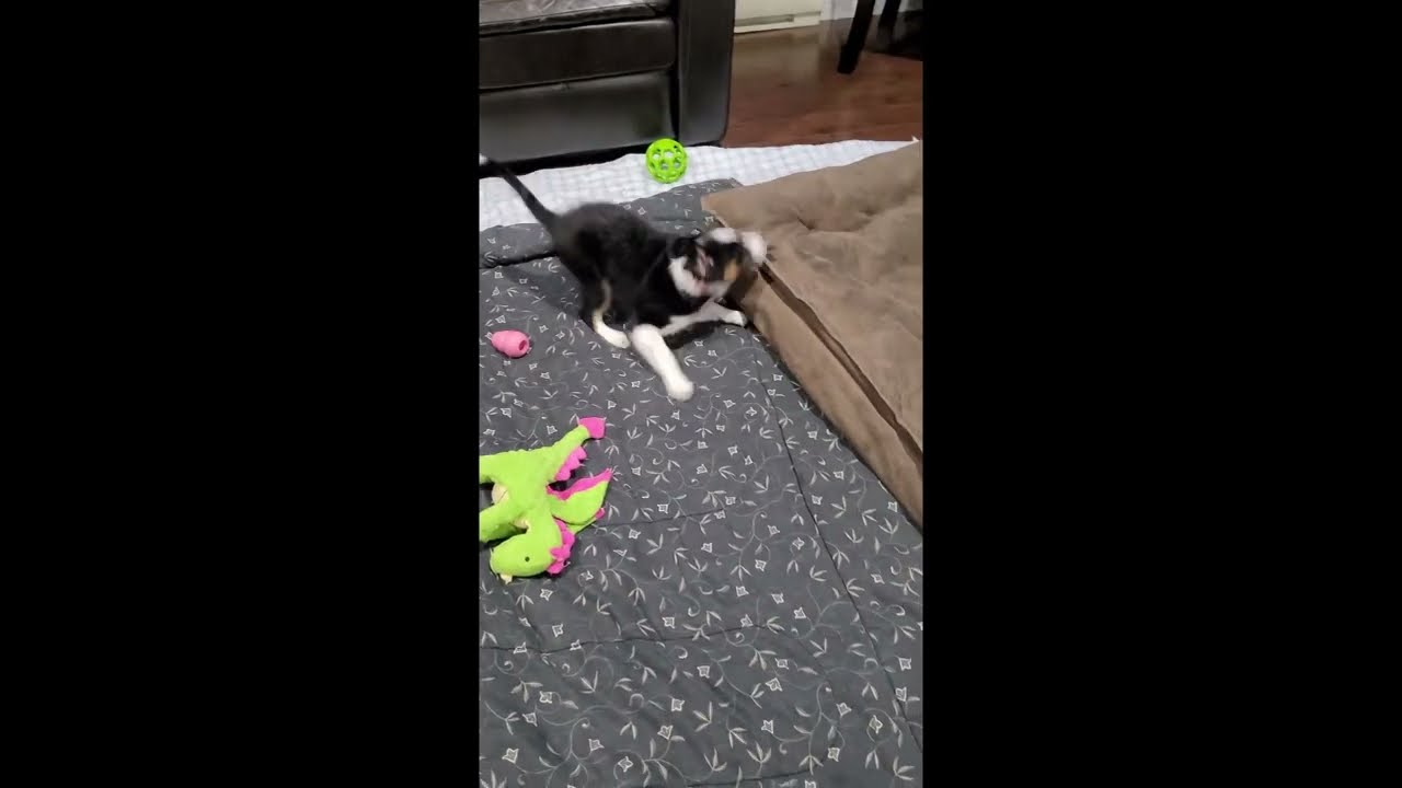 Australian Shepherd zoomies and disappearing act YouTube