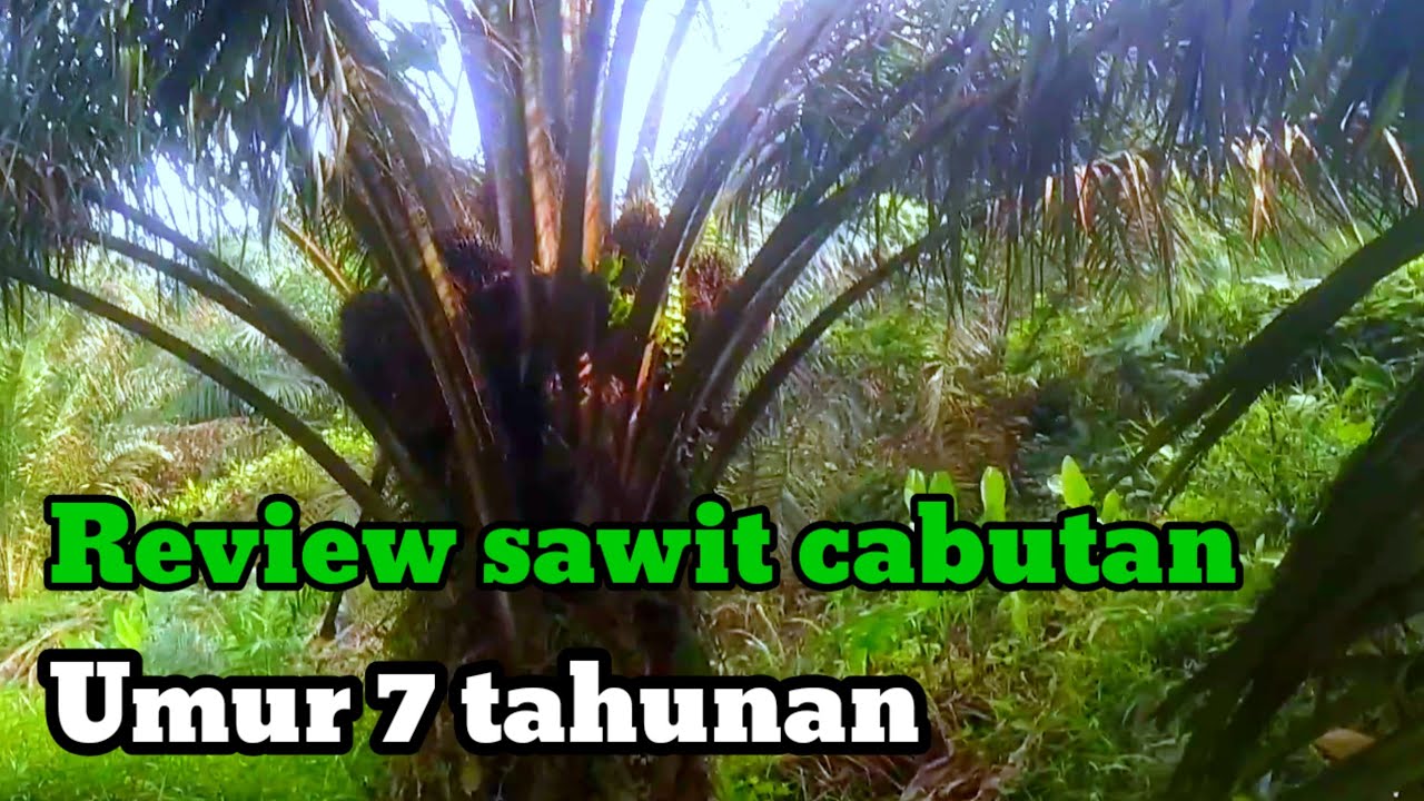 PERFORMA BUAH SAWIT BIBIT CABUTAN DI UMUR 7 TAHUNAN