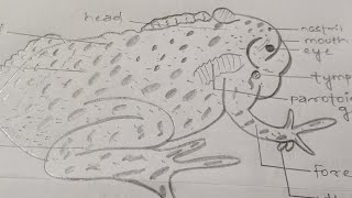 How to draw a toad||Toad diagram with labels