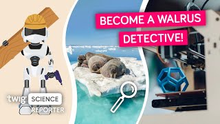 Would You Help Scientists Count Walruses? Twig Science Reporter