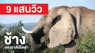 สารคดี สำรวจโลก ตอน ไขปริศนา ช้างแห่งชาติอีโตช่า