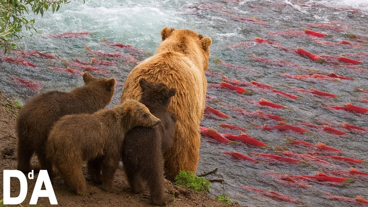 Migración de Salmones en Alaska | El Viaje Más Épico de la Naturaleza #vidasalvaje | DocuAnimales