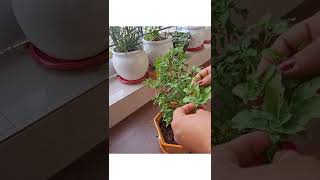 तुलसी हो जाएगी घनी और हारीभारी  Tulsi Plant Care Tips