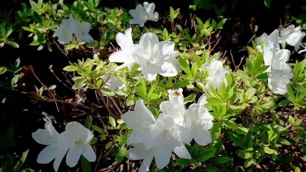 18/171 Bugden Ave, Gowrie