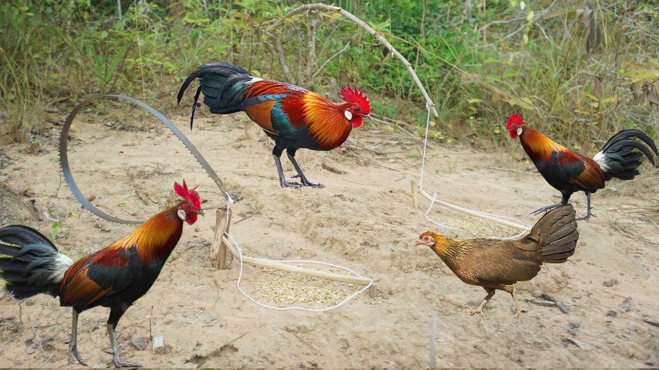 Build Unique DIY Wild Chicken Trap Make From Cutter And Wood