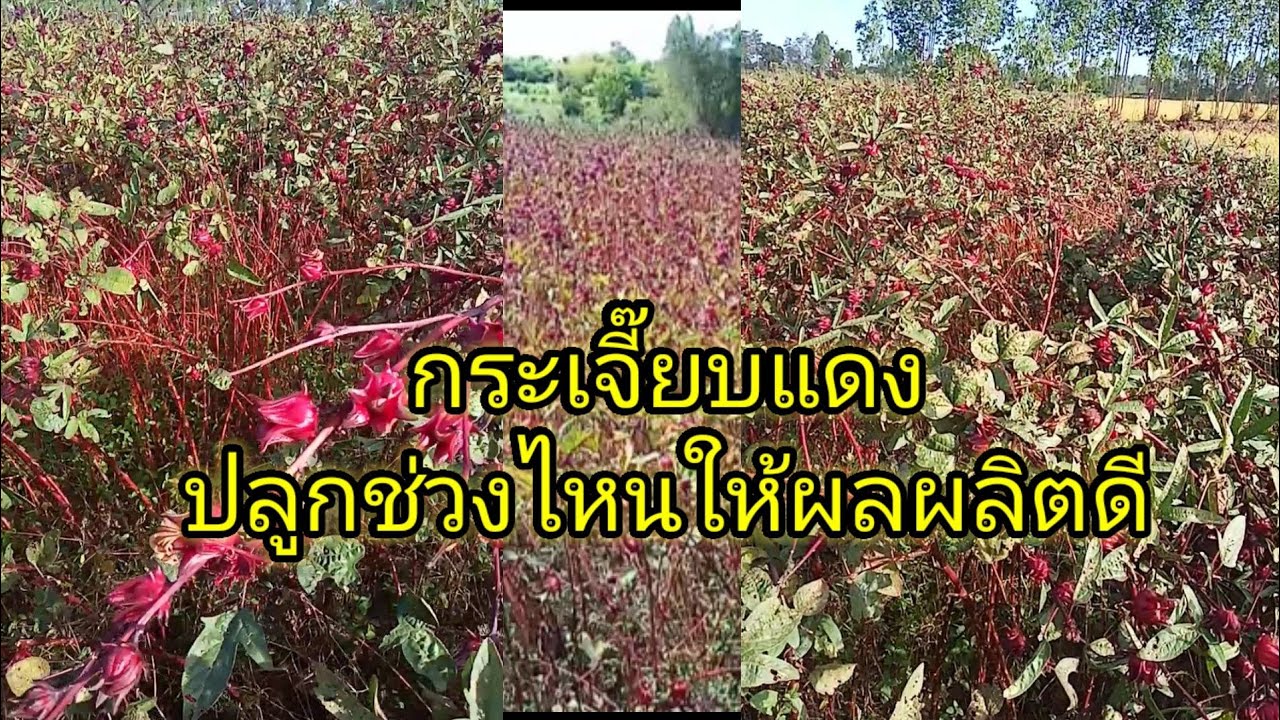 กระเจี๊ยบแดง ปลูกหว่านช่วงเดือนไหน ถึงจะได้ดอกโตสวย ให้ผลผลิตดี เล่าจากประสบการณ์จริง
