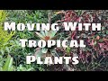 Bromeliad Series Pt 3 How to Mount Bromeliads to Trees Moving with Plants