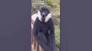 Suara lutung di taman manggrove