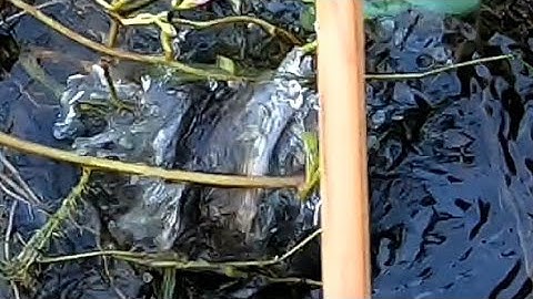 #48/ cấm câu cá lóc bằng mồi này cực nhạy# săn bắt long an#