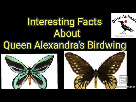 The Queen Alexandra Butterfly: A Vital Ecosystem Gem - Finenaturalist.blog