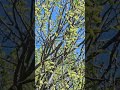 flowers in spring #music #flowers #spring