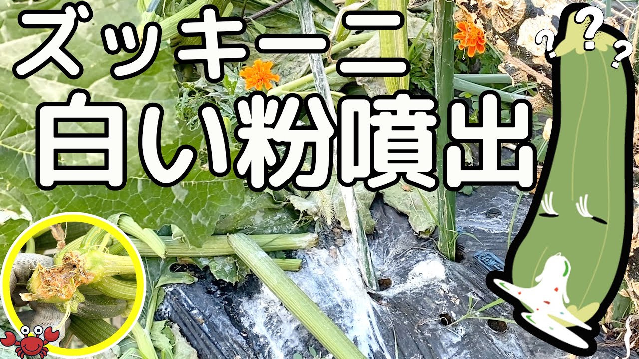 家庭菜園 ズッキーニが白い粉噴出して終了しました Youtube