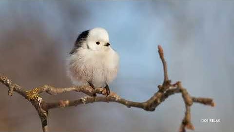 ختمة فمي بشوف ورد يوم الثلاثاء من سورة الإسراء إلى الفرقان بأجمل أصوات القراء