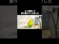 一年前の今日、虹の橋を渡りかけたインコの今 #セキセイインコ #インコまるけ #インコ #budgie #多頭飼い #shorts #鳥