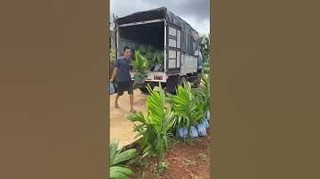 Cau tứ thời, cây cao quả dài, chuẩn quả xuất khẩu. Giống hải phòng. 0898.345.789 #cauxuatkhau #cauta