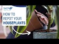 How to repot your houseplants  royal city nursery