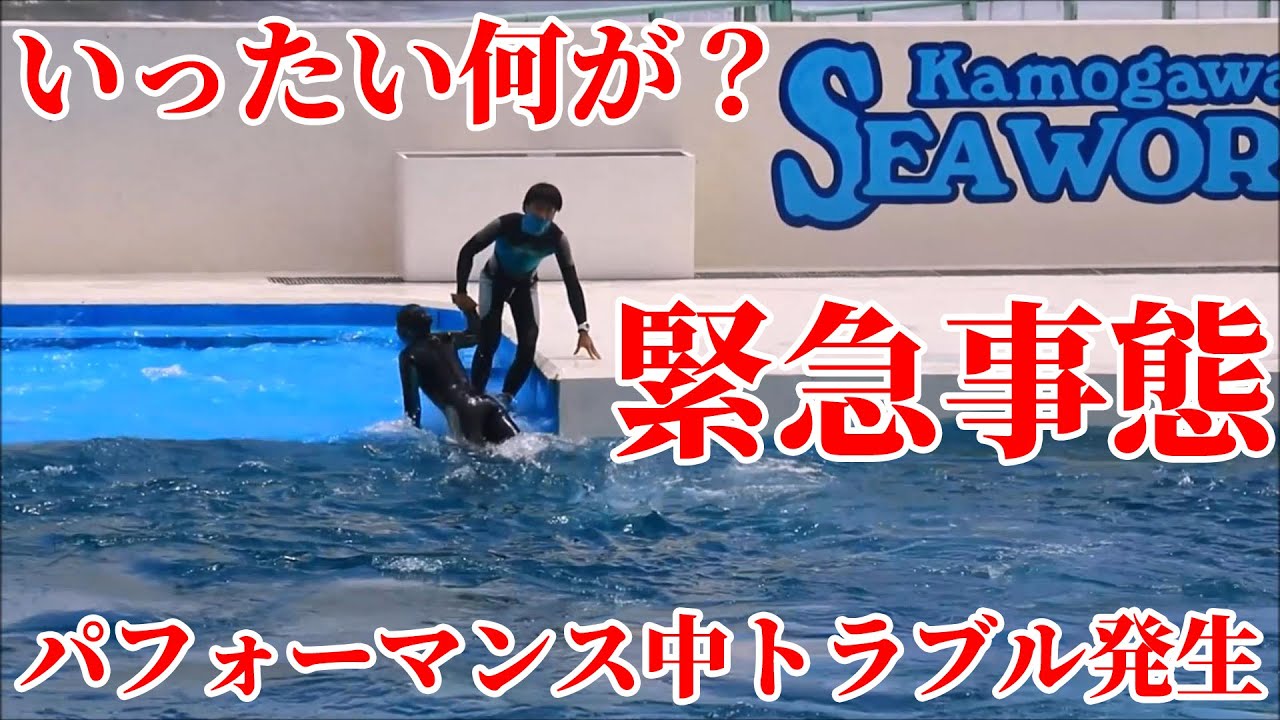 緊急事態 まさかのトラブル発生 鴨川シーワールド シャチパフォーマンス シャチショー Youtube