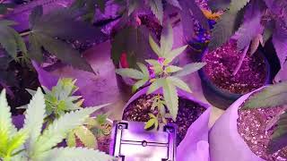 Garden update pebbles cake, jellybean x timewreck, grape tart, Creole, and sticky purple passion
