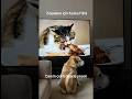 Köpek Çatladı kıskançlıktan #kedi #köpek #komed #eğlence #bebek