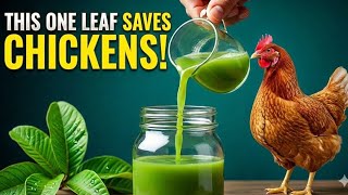 How Guava Leaves Can Protect Your Chickens From Disease Naturally