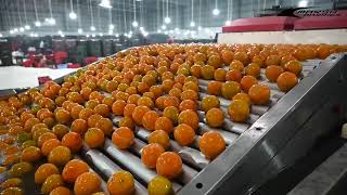 Celebrity Marsh Harrier Kinnow/Orange Grading Machine | Installed at Baba Fruits Profile