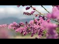 🌸Удивительные места Крыма. Озеро Бугаз летом. Цветёт розовый тамарикс