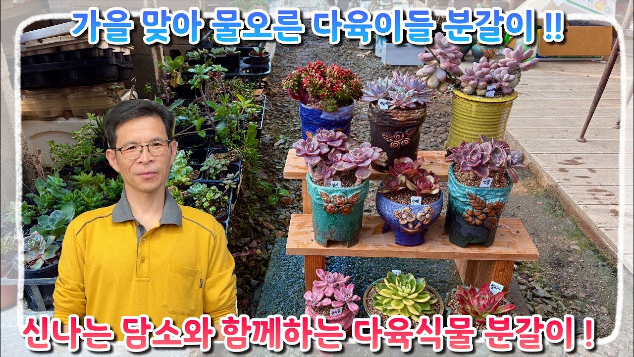 가을 맞아 물오른 다육이들 분갈이 ! 신나는 담소와 함께하는 꽃이다 분갈이 구경오세요 ~!