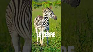 Description du zèbre : Expression écrite en français - 5ème année primaire #الخامسة #السنة_الخامسة