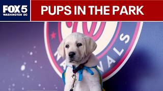 Pups in the Park returns as Washington Nationals celebrate new team dog