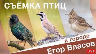 видео: ФОТООХОТА — съёмка птиц в городе картинка: ФОТООХОТА — съёмка птиц в городе