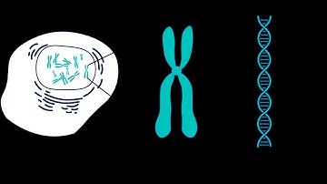 Biology Tutorial  Information and Evolution  Genes and Chromosomes