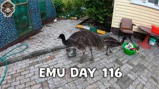 Emu Life Day 116 – baby ostriches and 3 cockerels in a basin