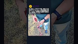 絶対に絡まないプロのロープワーク技術 #worker #process #ropework #professional #knowhow