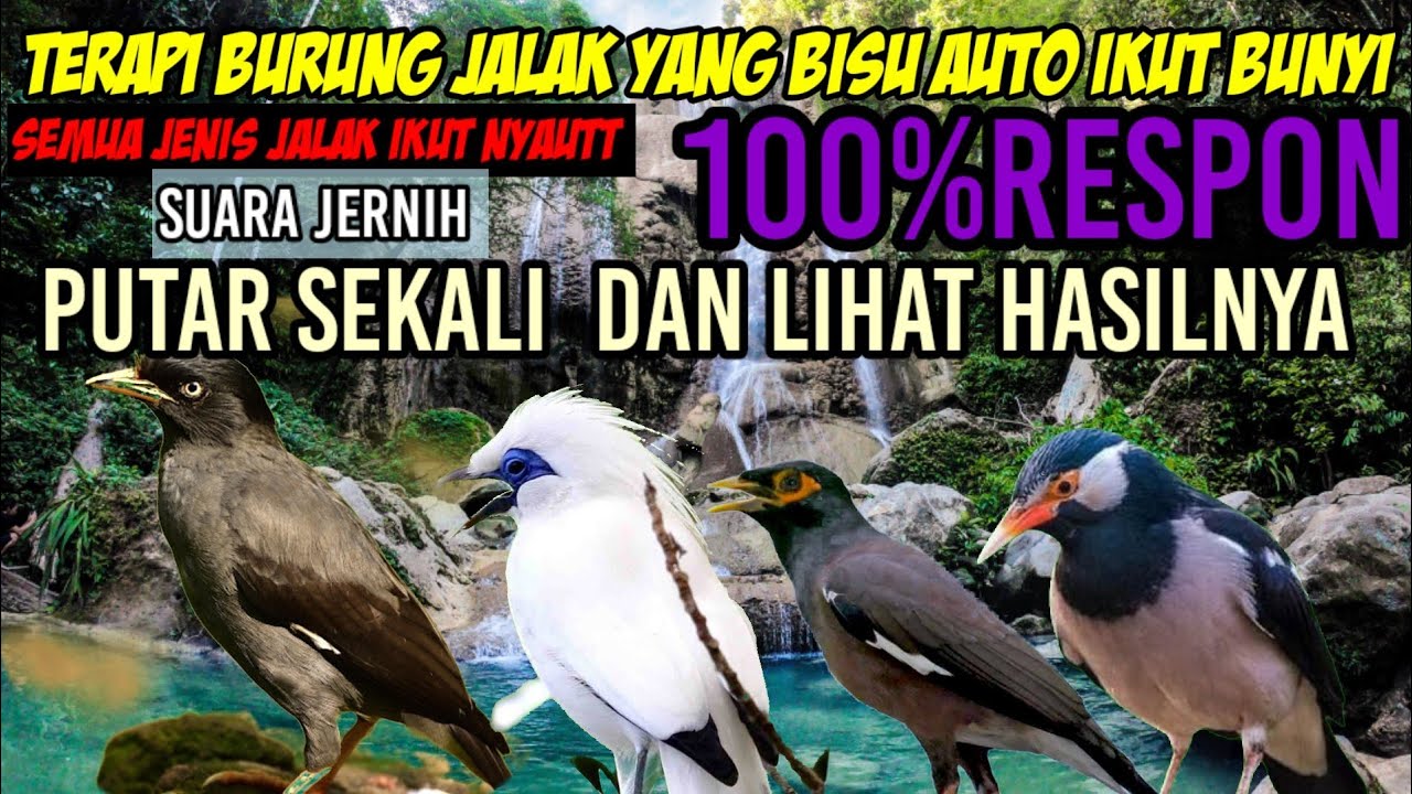 Terapi segala jenis jalak auto yang stres dan yang bisu cepet bunyi lagi
