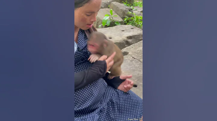 Stump Tail Baloo Reaction #stumptail  #monkey